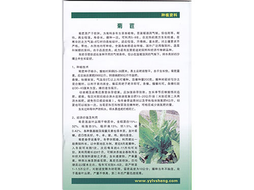 菊苣种植资料